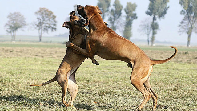 狗打架:大白第一次试口小黑