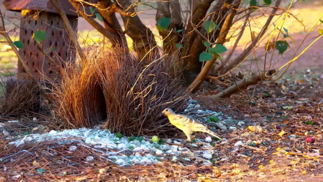 园丁鸟建造奢华巢穴,为了讨老婆竭尽全力,哄的雌鸟心花怒放