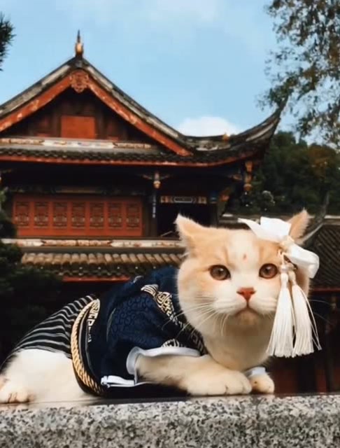 太美了!猫咪穿起古装来美的也太不真实了,是谁家的小仙女
