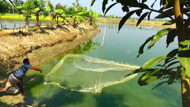 印度男子池塘里撒网捕鱼,看看有啥收获?