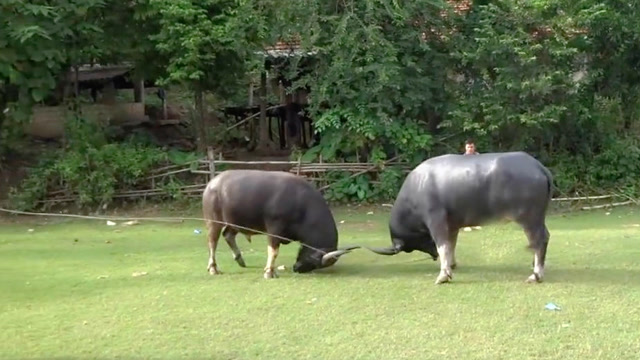 实拍农村水牛打架,脑袋撞得哐哐响,看得我头疼!