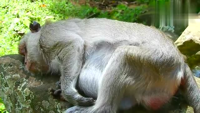 直击母猴痛苦的分娩前奏,母亲真是辛苦!