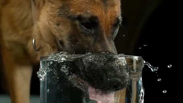 慢镜头观察狗喝水的样子,可不单单是舔水,这么简单的