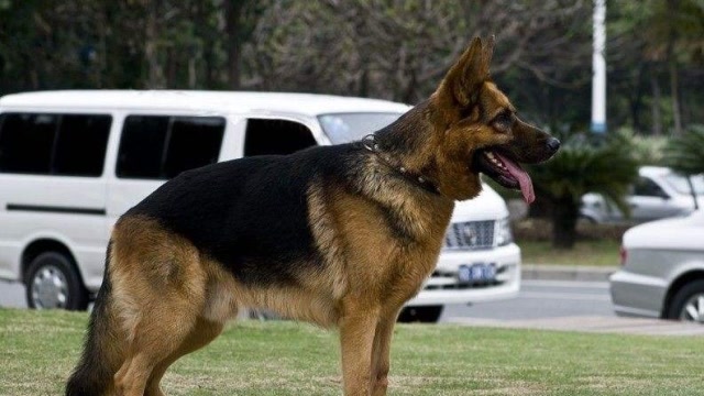 一条十个月大的德国牧羊犬,这家伙怎样?