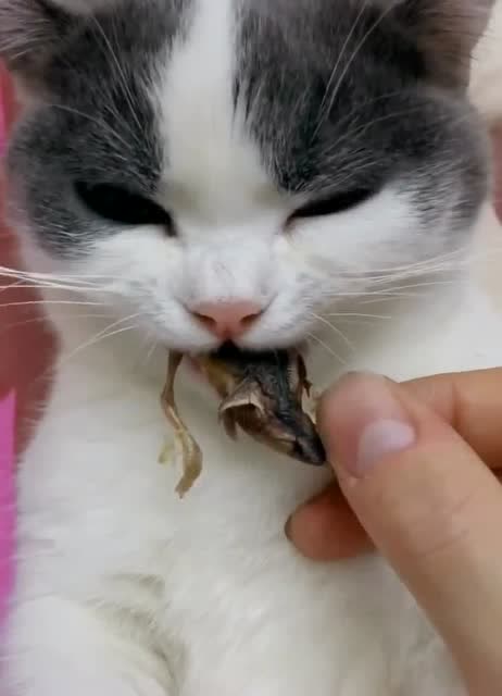 吃货小馋喵这么贪吃居然还不胖,让其他喵情何以堪呀