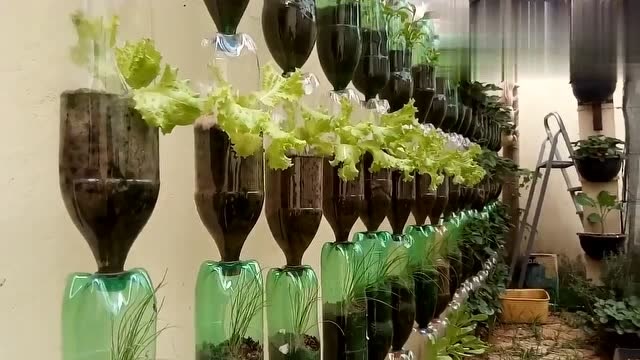 牛人利用可乐瓶蔬菜种植小庄园 ,这方法太赞了!
