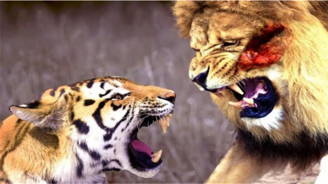 巴巴里狮子秒杀东北虎图片