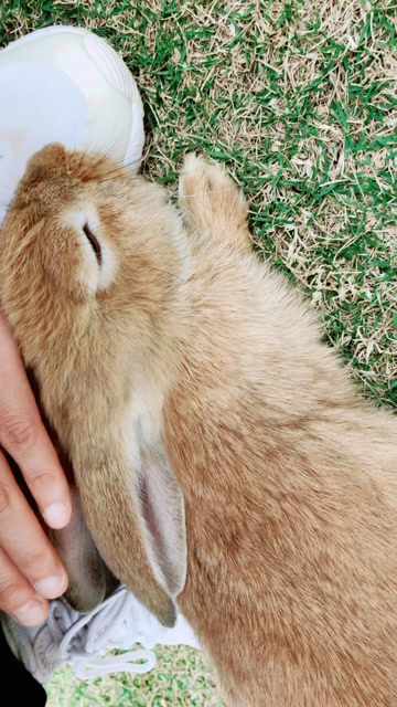 一动不动的懒兔子