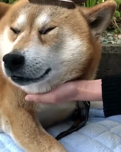 铲屎官给狗子梳头,狗子一脸享受的样子,就是这表情有点搞笑!