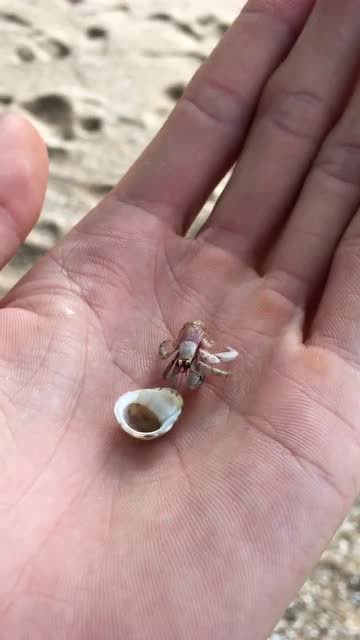 看小寄居蟹,跑出壳的样子,你们见过吗!