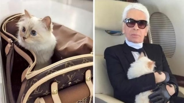 香奈儿艺术总监"老佛爷"去世,财产将由爱猫继承