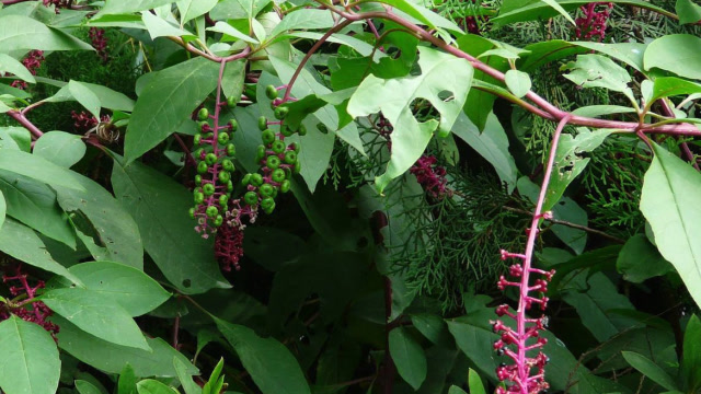 农村这种"人参"草,除了可以用作胭脂,还有这些珍贵的价值!