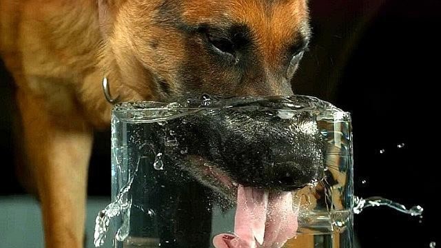 你以为狗狗喝水是舔水喝的吗?镜头放慢50倍,零距离观察狗狗喝水