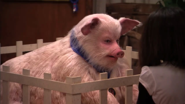 美国一头长着人脸的猪,看到的人都说很恐怖,得知真相后令人愤怒!