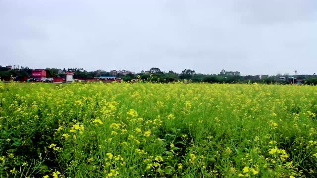 【玩在北海】一副充满诗意的油画——北海赤西村油菜花田