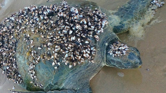 藤壶喜欢待在海龟的壳上多亏人类相助将海龟壳清理的干净