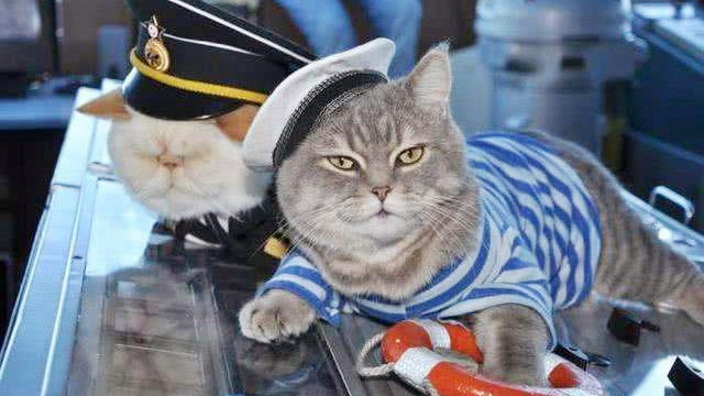 中国海军军舰的猫图片