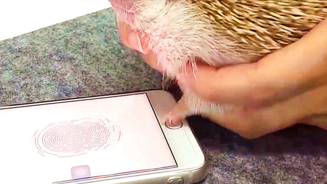 计划通!为防止女友偷看手机,竟然用动物的爪子做指纹,天秀