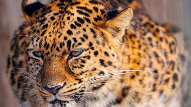 美洲食物链顶端掠食者,拥有价值昂贵的毛皮,野生数量大约18000只