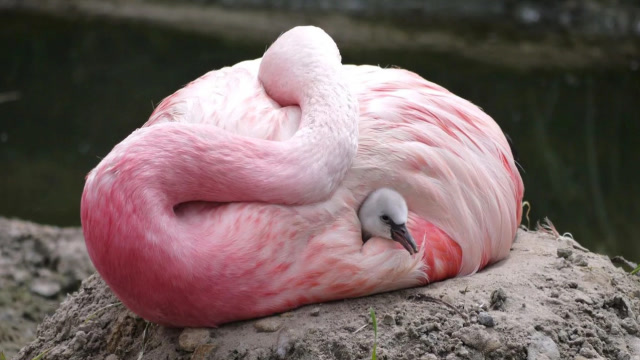 动物园火烈鸟15年首次下蛋!怎么也暖不出,野外火烈鸟用血喂孩子!