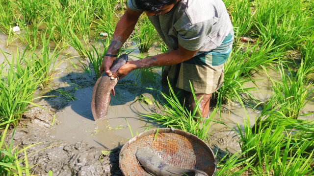 田间徒手抓鱼,这哪里是抓鱼,这分明是捡鱼