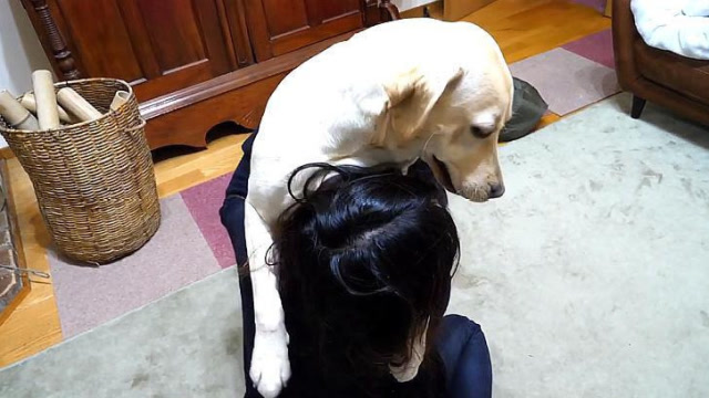 一看到妈妈回来,热情的拉布拉多直接扑上去,下一秒却傻眼了!