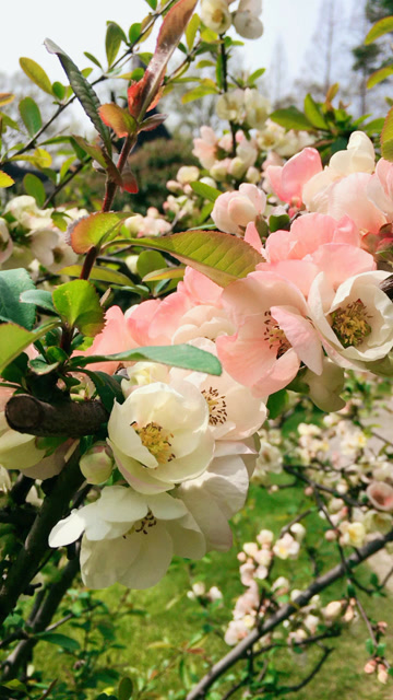 鸳鸯色的海棠花,有白色花瓣又有红色花瓣,真是神奇呢.