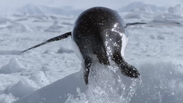 帝企鹅从冰层边缘向栖息地出发,但却被杂乱的冰块阻挡了脚步