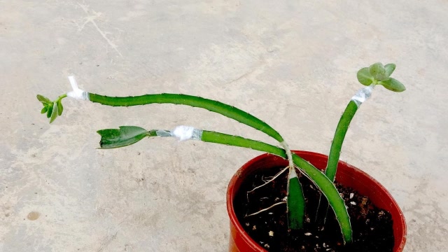长寿花 火龙果 蟹爪兰这样嫁接,太奇葩了,后果会怎样?