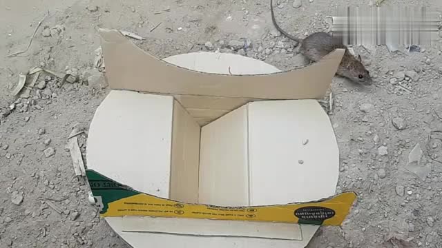 制作一个简单的捕鼠机关,老鼠接二连三的被抓,太笨了