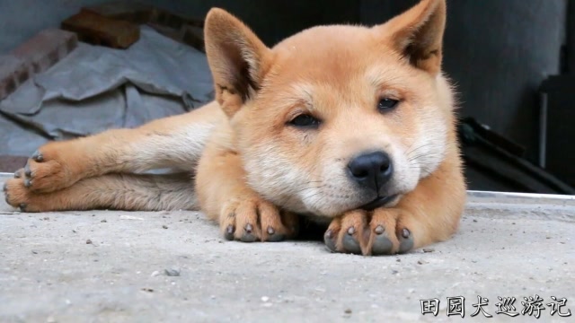 黄狗白脸金不换,两个月的小奶狗真可爱,还长着一对双眼皮