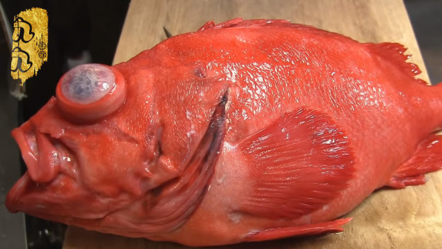 日本红绸鱼,人均10000一份,珍贵无比