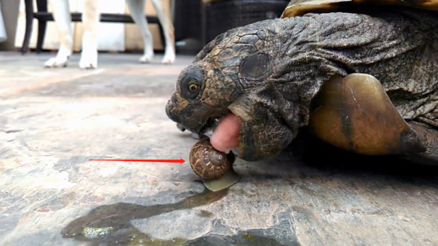 男子恶搞乌龟吃蜗牛,3秒过后,男子不敢相信自己的眼睛