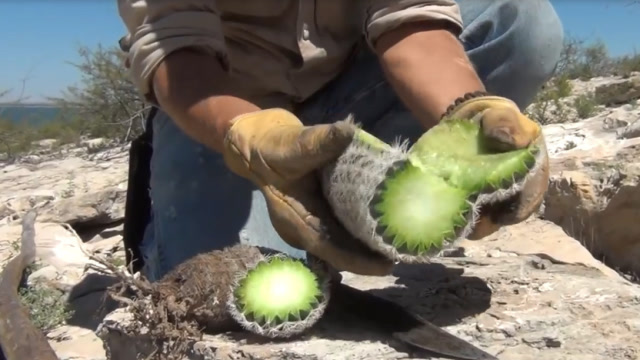 骆驼为什么会吃仙人掌?老外切开仙人掌,找到了答案!