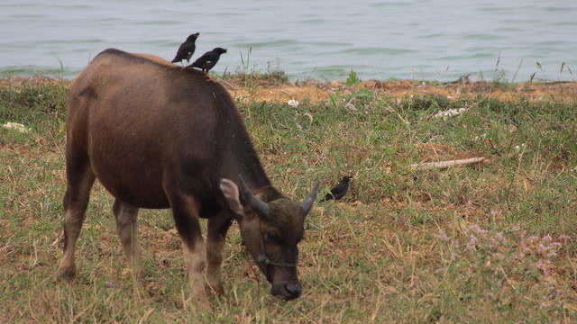 一群水牛河边喝水,前面那头被鳄鱼拖下水瞬间大卸八块