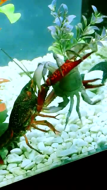 螃蟹大战小龙虾几秒钟揭胜负看谁的力气大