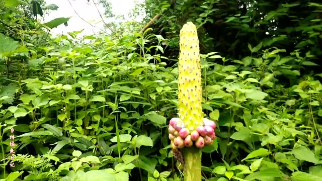 在百高村发现有株花蘑芋,我很少见,很好奇.