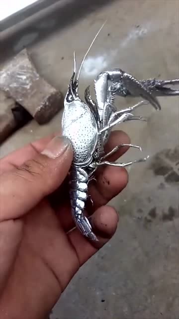 我第一次见全银龙虾,不知道这只龙虾值多少钱,看着就很贵