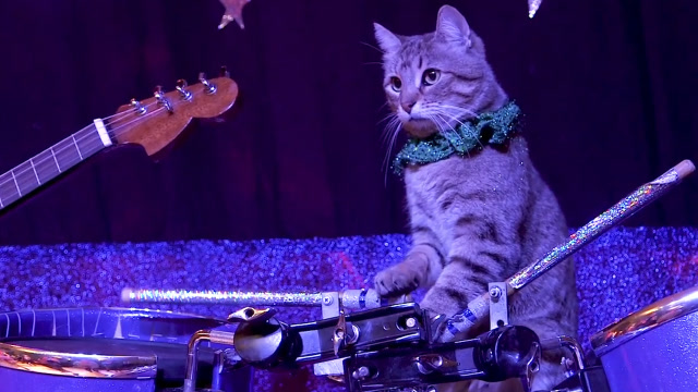 世界上唯一的猫乐队,碰到吉他和架子鼓后,气场瞬间十足