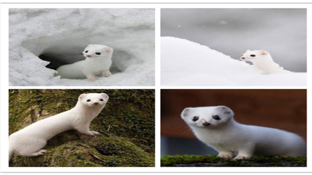 心理测试:你最喜欢哪只白鼬鼠?测试你的性格是什么样的