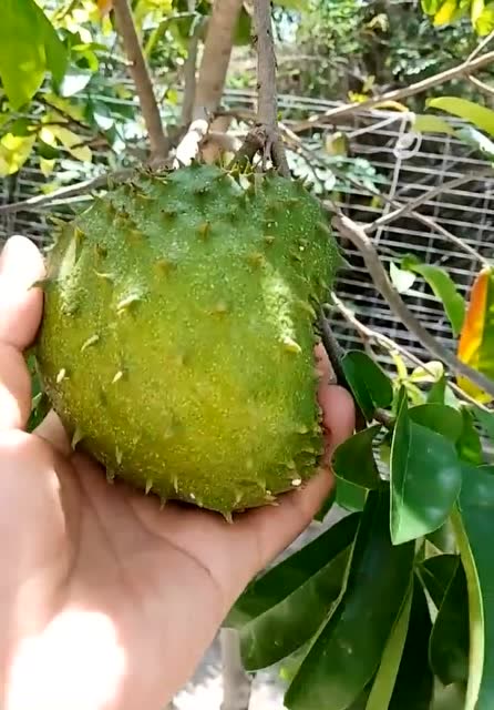 家门口的榴莲树结果了这么小的榴莲你见过吗