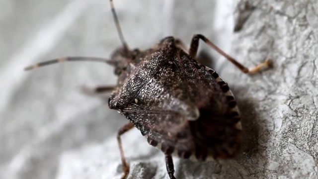 将200只打屁虫放在一起,同时放屁有多大威力,老外做了个实验