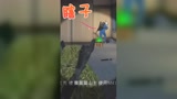 和平精英：电子竞技不需要视力？