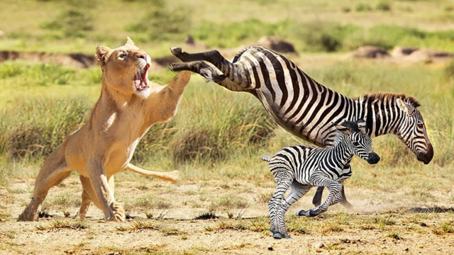 狮子飞扑斑马母子,午睡时刻竟被偷袭,狮子下场太悲惨了!