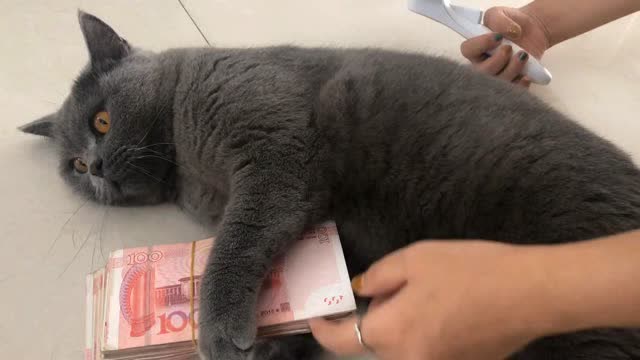 喵咪抱着钱就是不松手,这么爱钱的猫我是没见过,你们见过吗