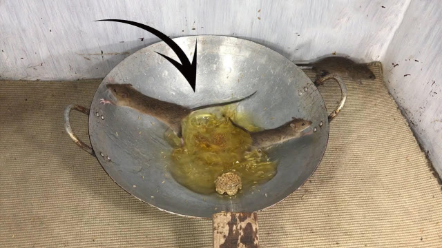 老外在锅内倒上油,用这种方式"炸"老鼠,小老鼠在劫难逃