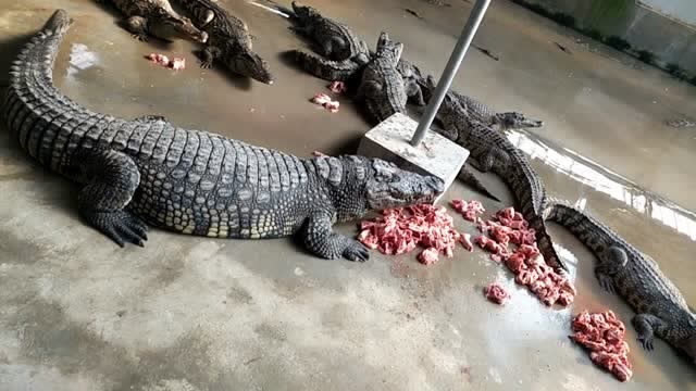 人工养殖的大鳄鱼,比猪吃的多比猪还懒,就趴在地上吃肉