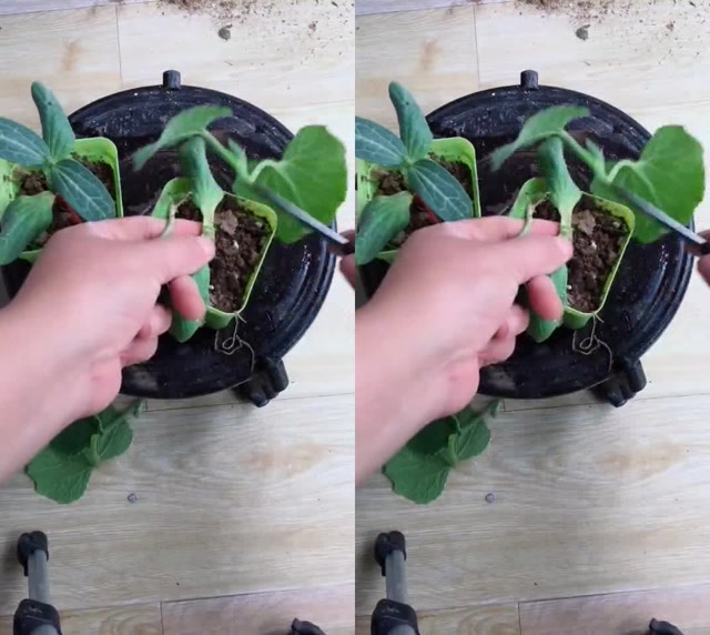 南瓜嫁接黄瓜,难得一见