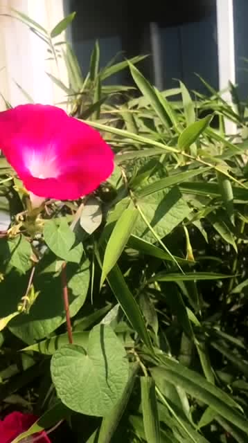 翠竹鲜花,阳光下彼此衬托,和谐共生美丽风景!