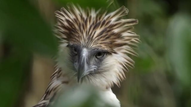 这种老鹰你见过吗?一"生气"就全身炸毛了,真是可爱